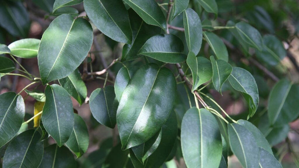 Manchineel tree dangers with close-up of leaves