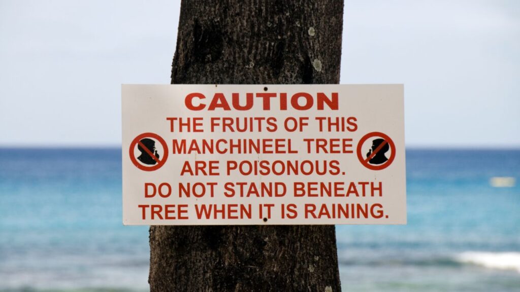 Manchineel Tree 2