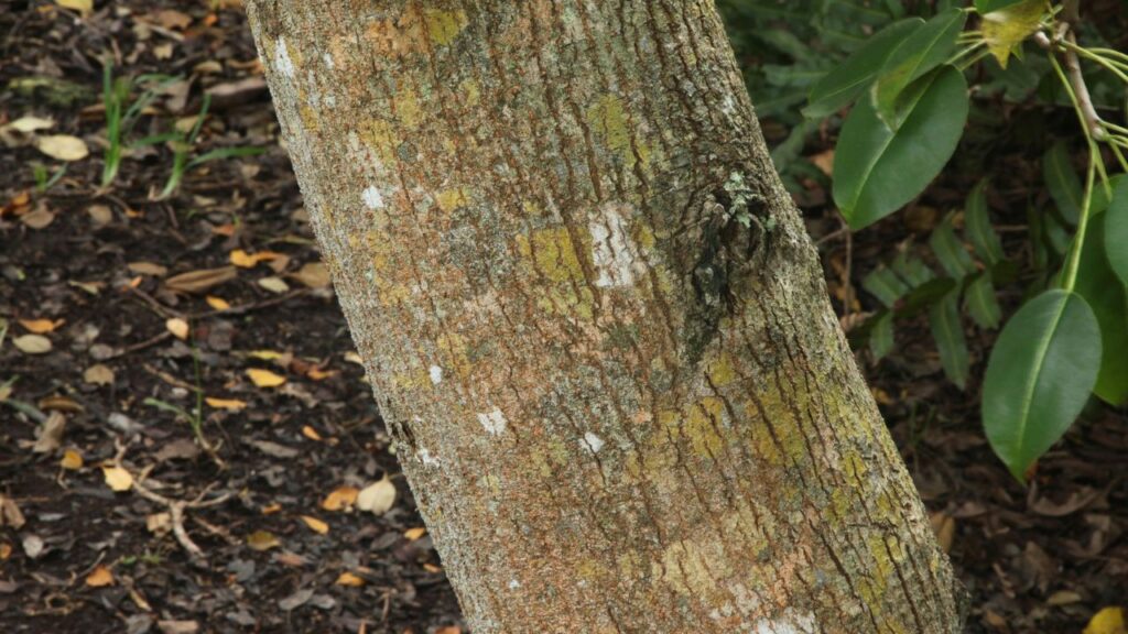 Manchineel Tree 3