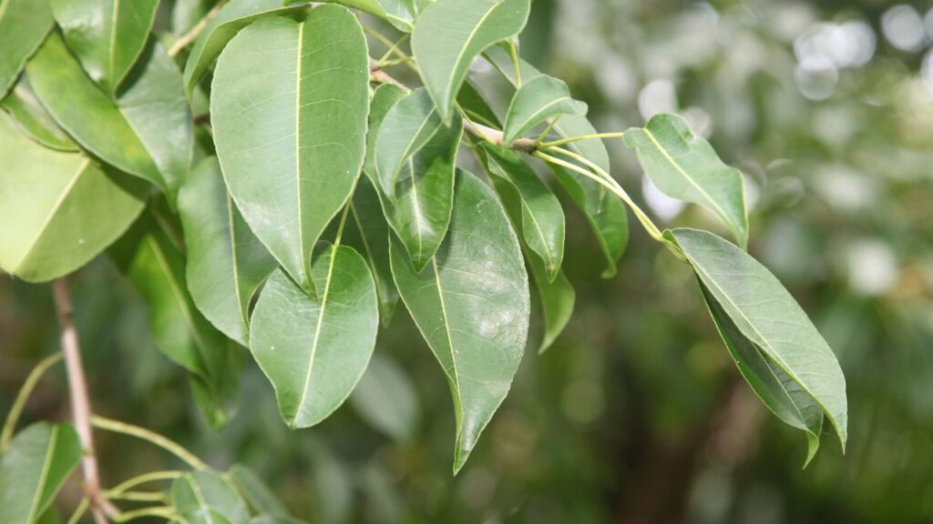 Manchineel tree dangers shown by detailed view of leaves