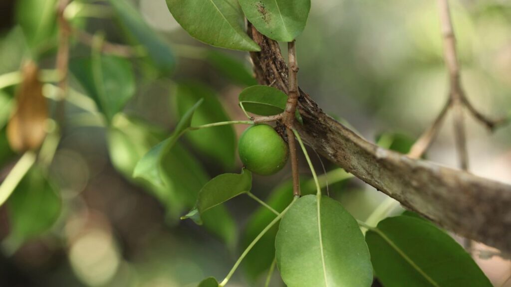 Green Manchineel tree fruit on branch indicating Manchineel tree dangers